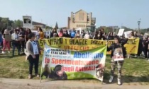 Le foto del corteo degli animalisti a Verona: "Fuori i beagles dai laboratori"