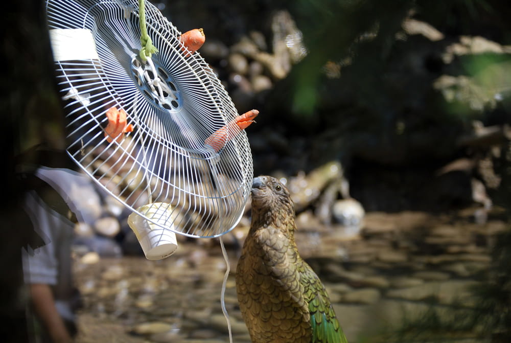 Il kea alle prese con un ventilatore-arricchimento al Parco Natura Viva
