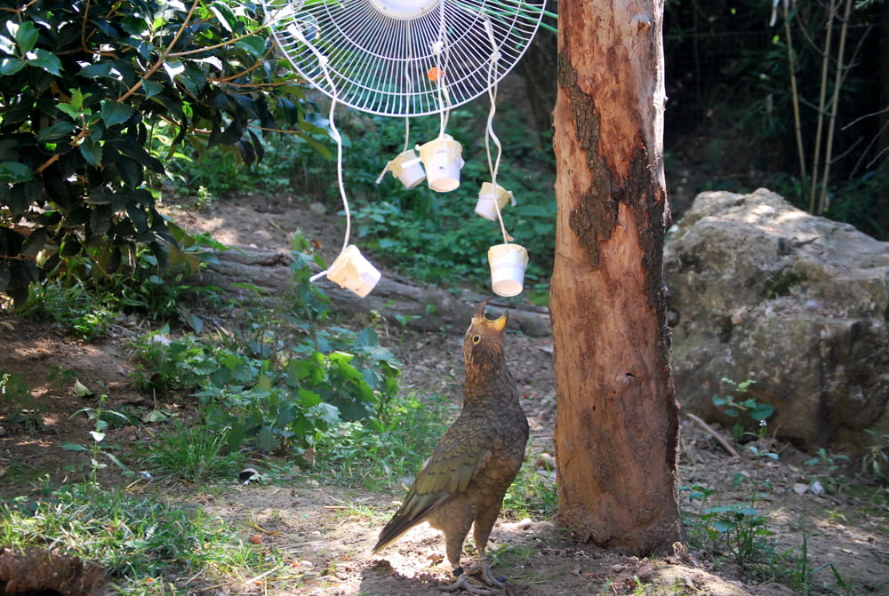 Il kea alle prese con un ventilatore-arricchimento al Parco Natura Viva_2