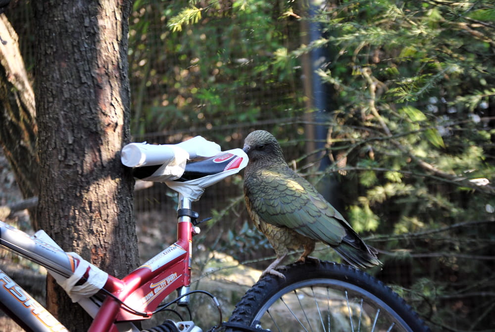 Il kea alle prese con una bicicletta-arricchimento al Parco Natura Viva