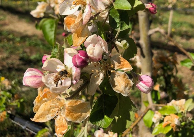 Frutticoltura, in arrivo ristori per le gelate del 2021 e ultima tranche per cimice asiatica