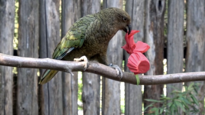 Nuovi nati e unicità italiane: il Parco Natura Viva riapre sabato 5 marzo