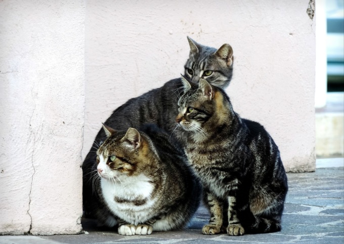 Colonie feline, progetto COGECOF per l’anagrafe e la formazione dei volontari