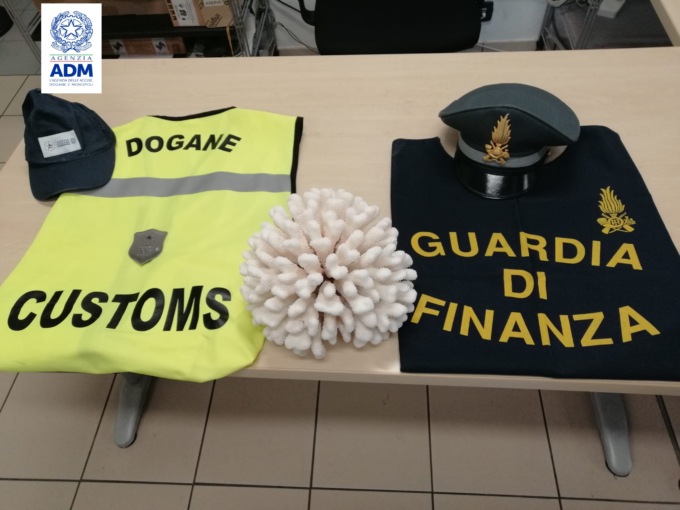 Sequestrati due coralli all’aeroporto Catullo: multa da 5mila euro a due passeggeri