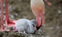 Al via la stagione dei fenicotteri rosa: foto e video dei due pulcini appena nati