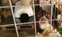 Cani costretti a vivere in isolamento o a catena: sanzioni fino a 500 euro per i proprietari