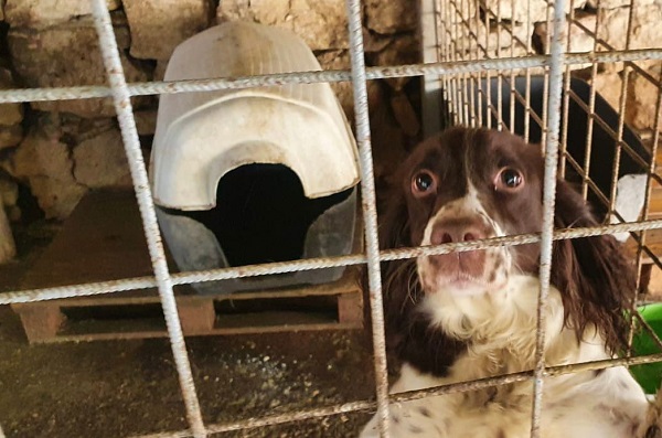 Cani costretti a vivere in isolamento o a catena: sanzioni fino a 500 euro per i proprietari