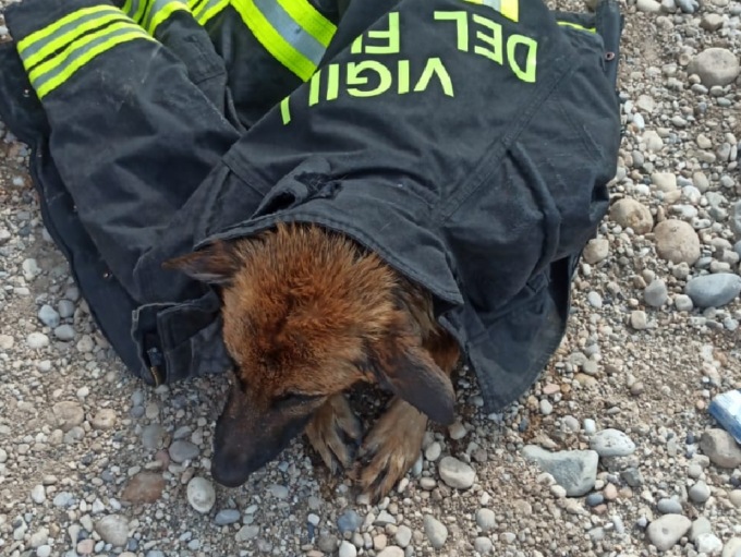 Pastore tedesco rischia di annegare nel canale, salvato dai vigili del fuoco