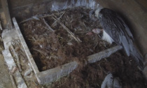 Genitori abbandonano il nido, mamma Julia adotta il gipetino mentre alleva il proprio