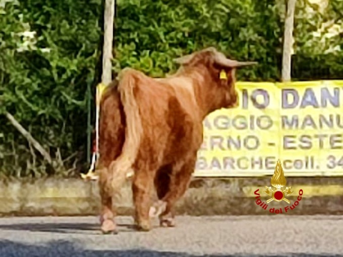 Toro fugge dal pascolo, è “rodeo” Lazise: panico per le strade