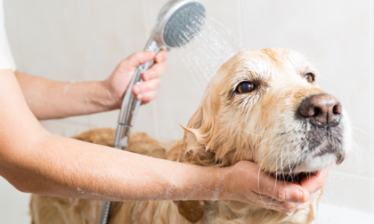 Curare al meglio dell’igiene di un cane, ecco qualche consiglio