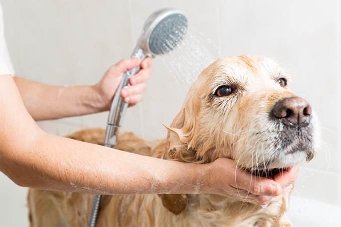 Curare al meglio dell’igiene di un cane, ecco qualche consiglio