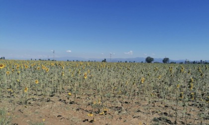 Maltempo, Coldiretti: “Grandine su siccità. Colpiti frutteti, vigneti e fabbricati agricoli”