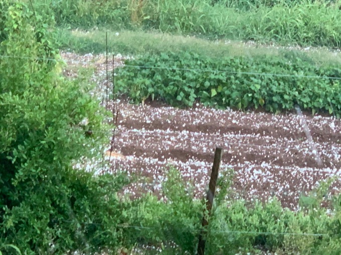 Maltempo nella Bassa Veronese, Codive: “Frutta, olivi e uva colpite da grandine e vento”
