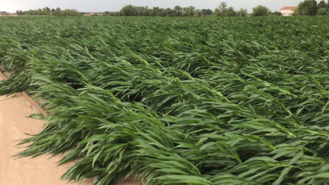 Maltempo nella Bassa Veronese, Codive: “Il vento forte ha colpito mais e tabacco”