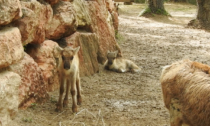 Fiocco rosa e azzurro, foto e video delle due renne nate al Parco Natura Viva