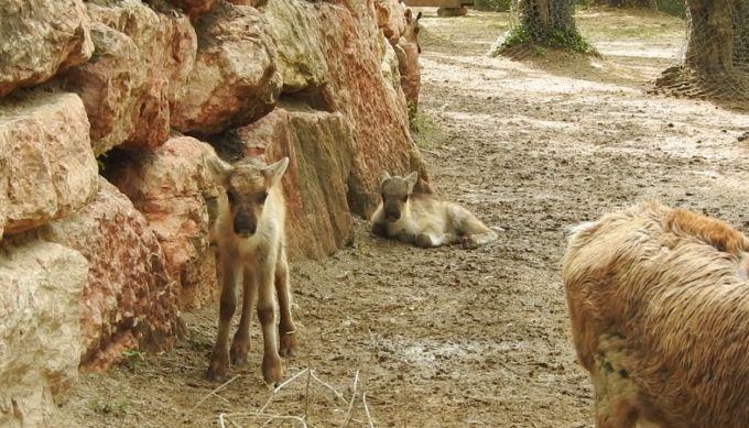 Fiocco rosa e azzurro, foto e video delle due renne nate al Parco Natura Viva
