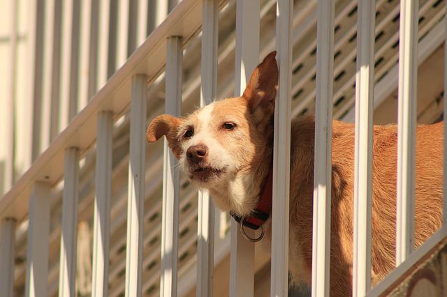 Caldo torrido in arrivo: guardie zoofile Oipa Verona pronte a intervenire per la tutela degli animali d’affezione