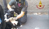 Verona, cane chiuso nell'auto al sole, passanti allertano i pompieri che lo salvano