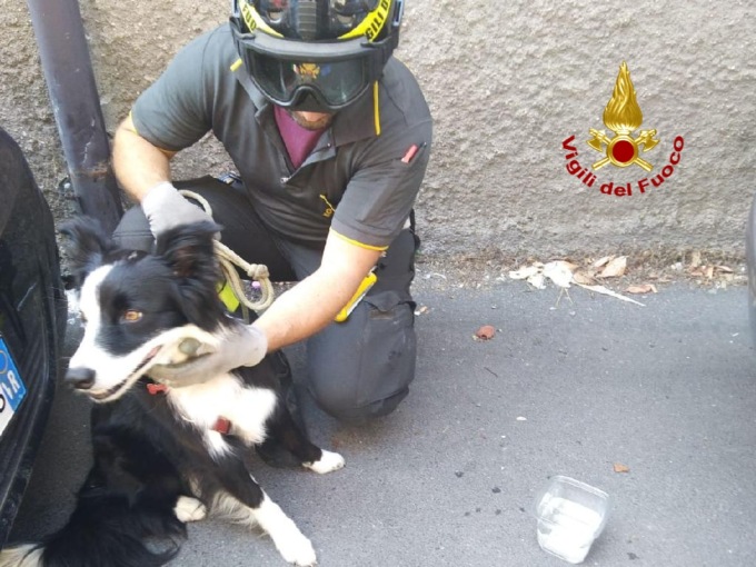 Verona, cane chiuso nell’auto al sole, passanti allertano i pompieri che lo salvano