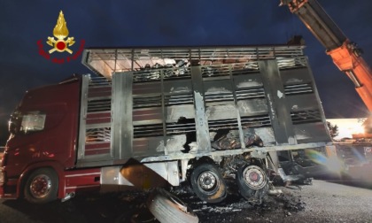 Nogarole Rocca, Tir in fiamme in autostrada: morti 13 bovini