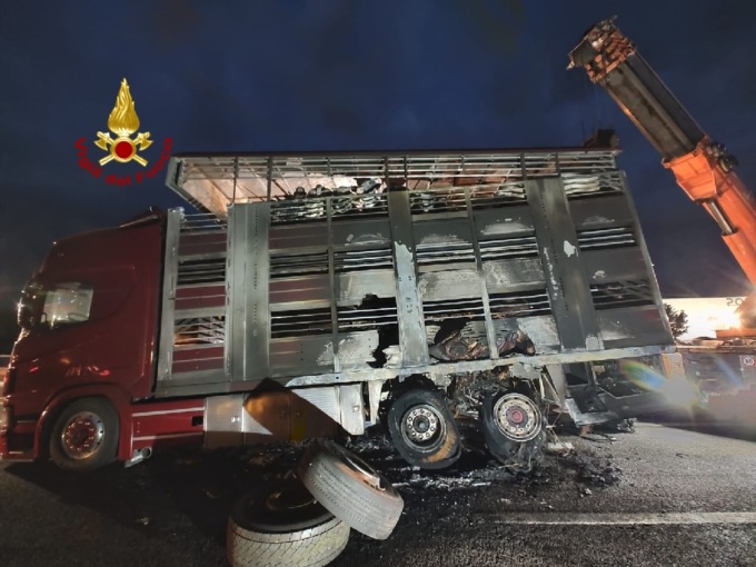 Nogarole Rocca, Tir in fiamme in autostrada: morti 13 bovini