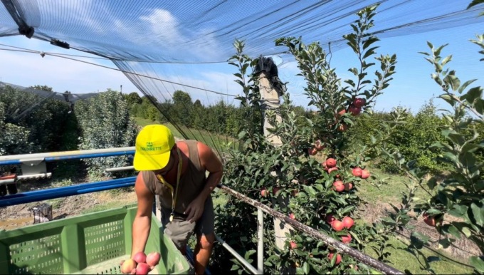 Coldiretti Verona: “Positiva l’annata di mele e pere veronesi, in anticipo la raccolta”