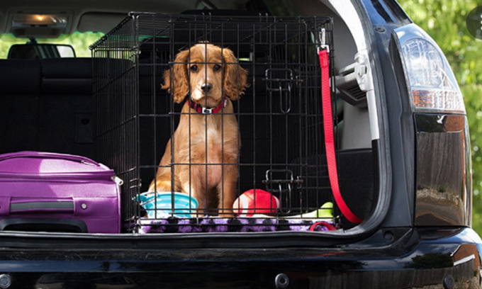 Lascia il cane nell’auto sotto il sole e l’animale muore