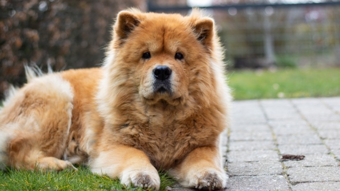Padrone cade dalla scala, il cane “chiama” i soccorsi: 86enne muore dopo giorni all’ospedale
