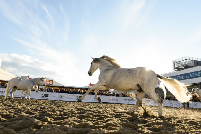 Fieracavalli torna al format originale: la 124esima edizione a Veronafiere dal 3 al 6 novembre 2022