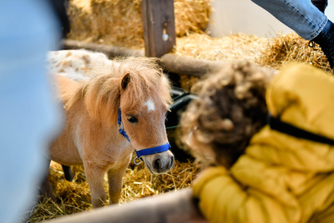 Fieracavalli 2022, la 124esima edizione nel segno dei progetti solidali