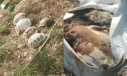 Macabro ritrovamento in Strada la Rizza: 5 gusci di tartaruga e i resti di una capra morta