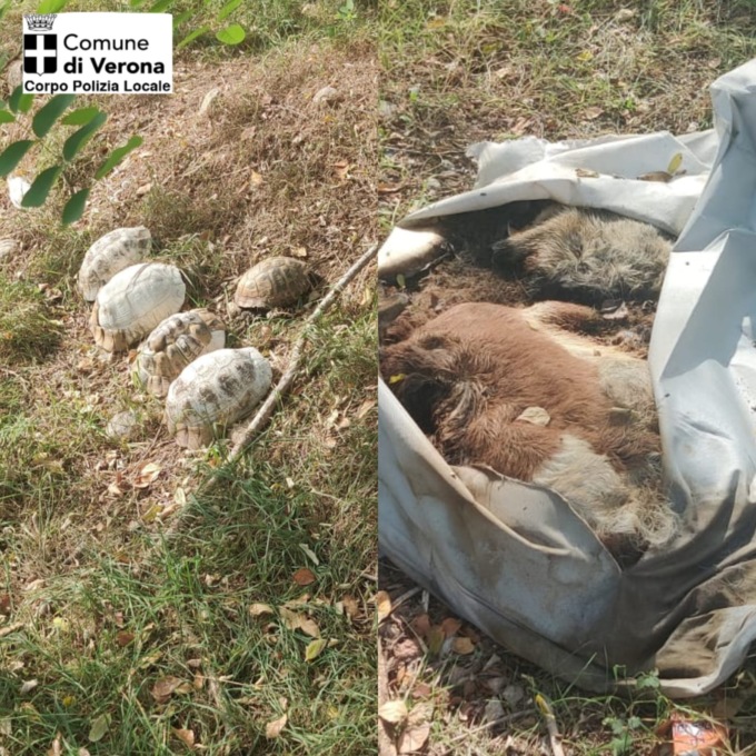 Macabro ritrovamento in Strada la Rizza: 5 gusci di tartaruga e i resti di una capra morta