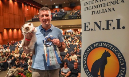 Gatto più bello del mondo 2022: primo posto tra i cuccioli per la meravigliosa Kallistè di San Giovanni Lupatoto