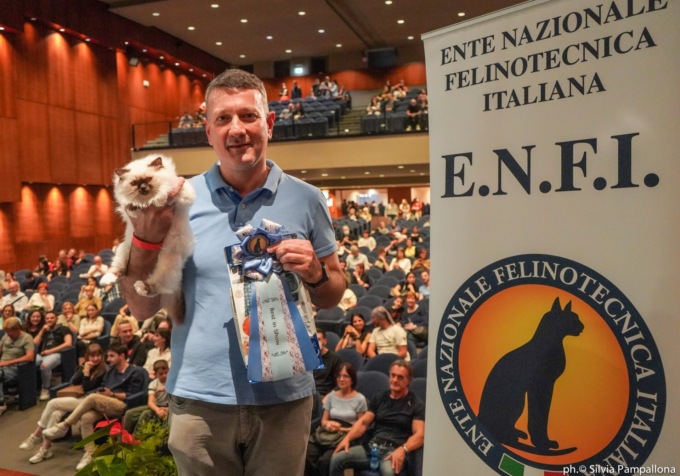 Gatto più bello del mondo 2022: primo posto tra i cuccioli per la meravigliosa Kallistè di San Giovanni Lupatoto