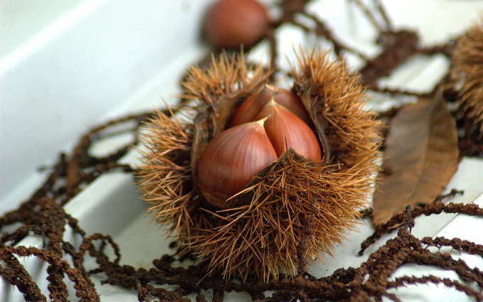 Sos castagne, Coldiretti: “Vietato raccoglierle nei boschi privati”