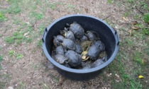 Minacciavano la biodiversità al parco Bosco Buri: trasferite 30 tartarughe palustre americana