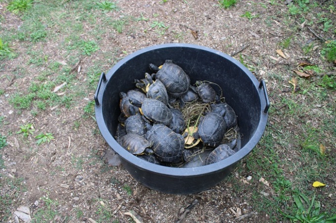 Minacciavano la biodiversità al parco Bosco Buri: trasferite 30 tartarughe palustre americana
