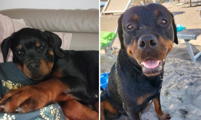 Rubano cani al bimbo autistico, i genitori chiedono aiuto sul web: travolti da messaggi d’odio e minacce