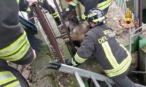 Pensano sia un cane ma è un lupo: l'incredibile video del salvataggio a Verona