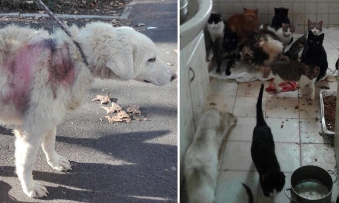 Casale degli orrori: condannata a 5 anni la donna che maltrattava gli animali