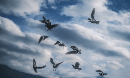 Allarme aviaria a Desenzano: moria di gabbiani, ora si teme per gli allevamenti