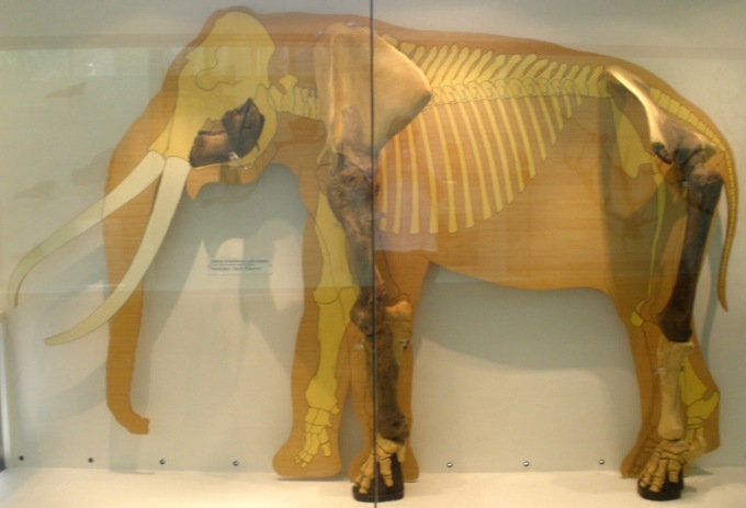 “Il Carnevale degli animali” al museo di Storia naturale