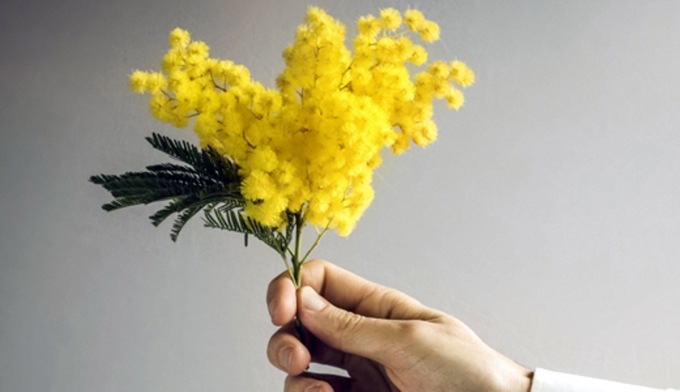 Festa della donna e mimose abusive a Verona: il recidivo venditore ambulante colpisce ancora