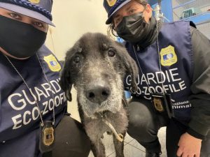 Guardie zoofile nel Veronese: 238 interventi e due sequestri penali nel 2022