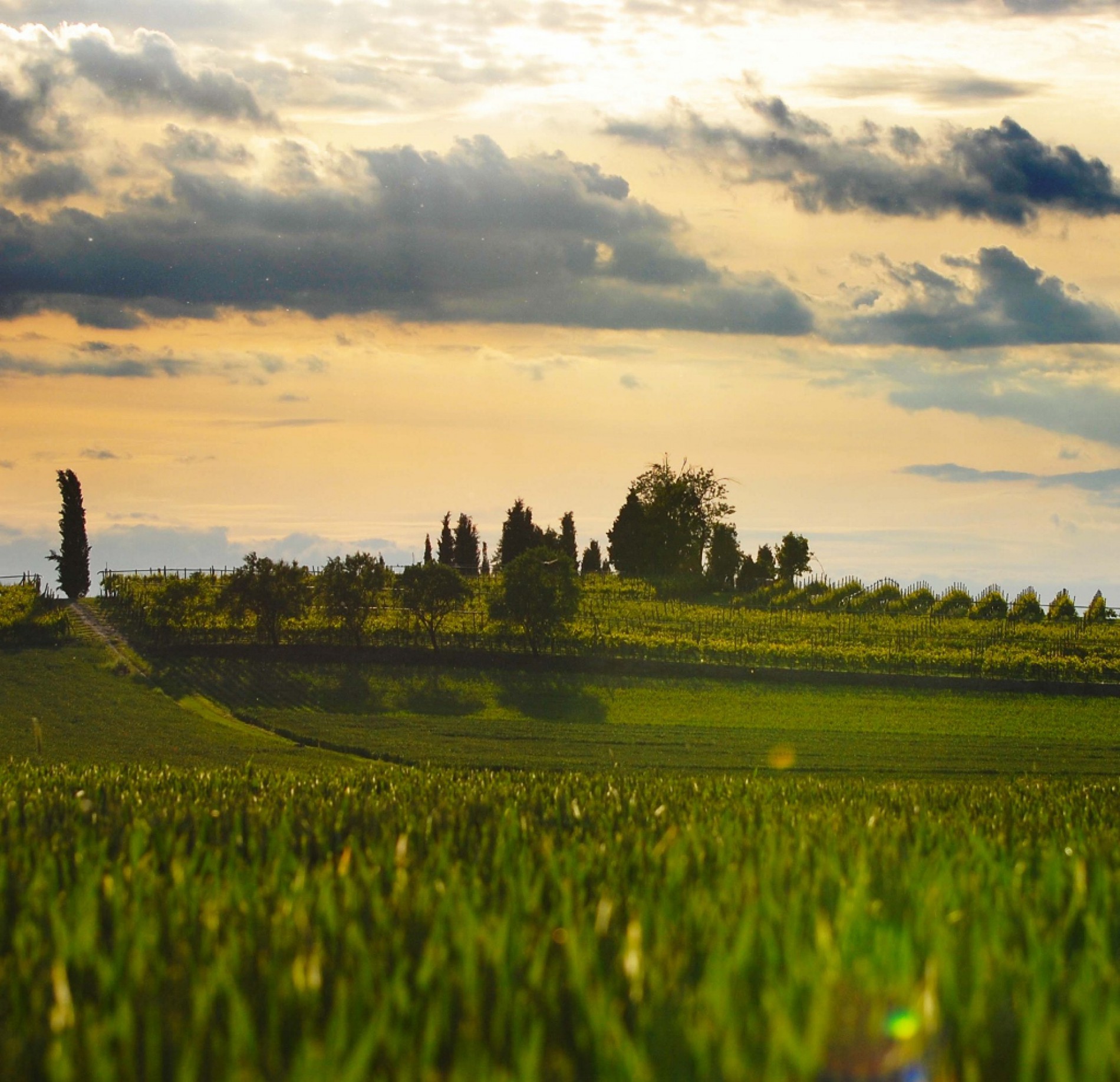 terre-del-custoza