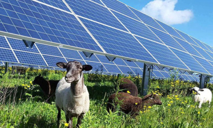 L’agrivoltaico fa bene anche ai pannelli solari, Istituto Elvetico di Garanzia una vera simbiosi che riduce la competizione per l'uso del suolo