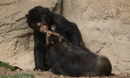 Addio a Bahia: l'ultima orsa andina d'Italia nel Parco Natura Viva di Bussolengo