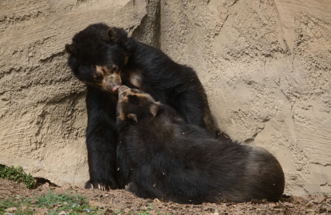 Addio a Bahia: l’ultima orsa andina d’Italia nel Parco Natura Viva di Bussolengo
