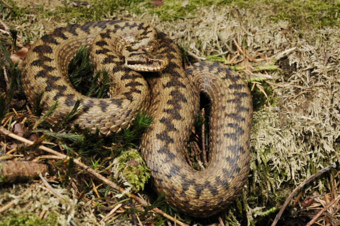 Bimbo morso da una vipera salvato dal centro antiveleni di Verona